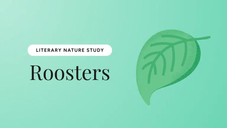 Roosters