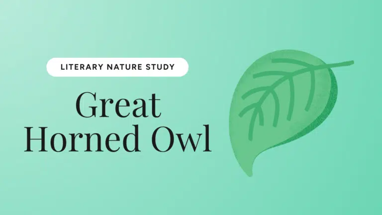 Great Horned Owl