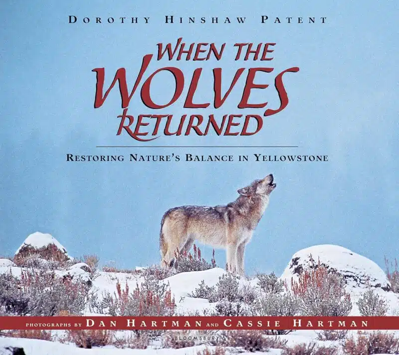 When the Wolves Returned